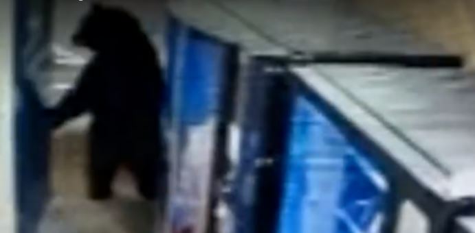 VIDEO/Vizitë e papritur, policët mbesin me gojë hapur nga sjellja e ariut