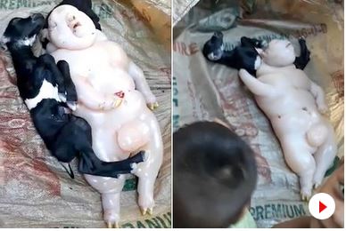 FOTO/Lind krijesa gjysmë njeri gjysmë derr, shokohet fermeri: Mallkim për familjen