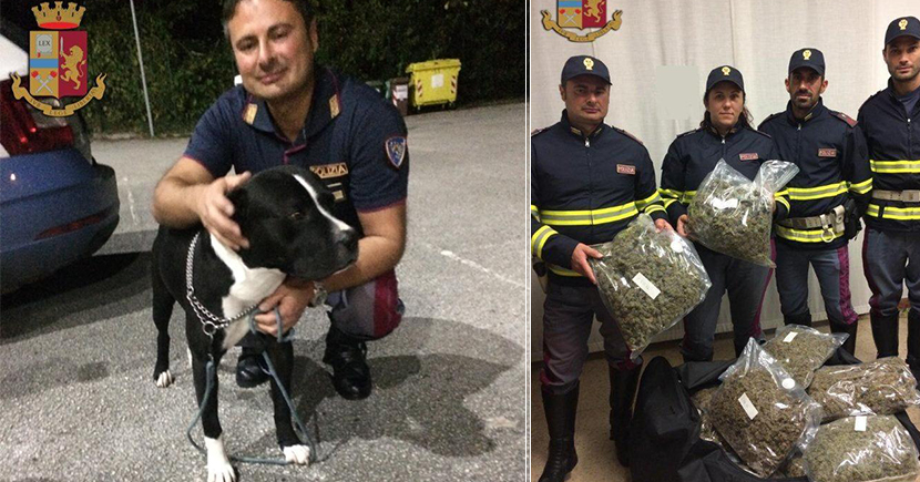 Me 20 kg marijuanë në makinë, 23 vjeçari shqiptar përdor pitbullin si “roje”!