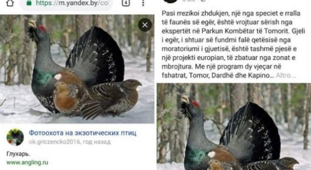 I del boja Ministrit të Ramës… thotë se shpëton “gjelin e Tomorrit”, por e ngatërron me të Siberisë
