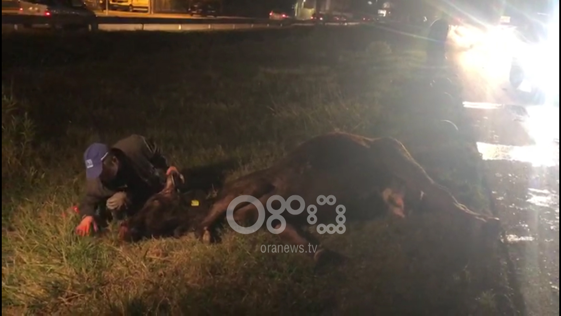 VIDEO/Aksident i pazakontë, lopa përplas 7 makina afër Kasharit