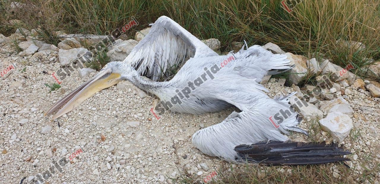 FOTO/Gjendet i vrarë shpendi i rrallë dhe autokton në vendin tonë