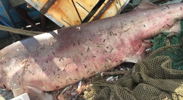 VIDEO/ Kapet peshkaqeni 412 kg në Himarë, peshkatari tmerrohet kur ai lëviz