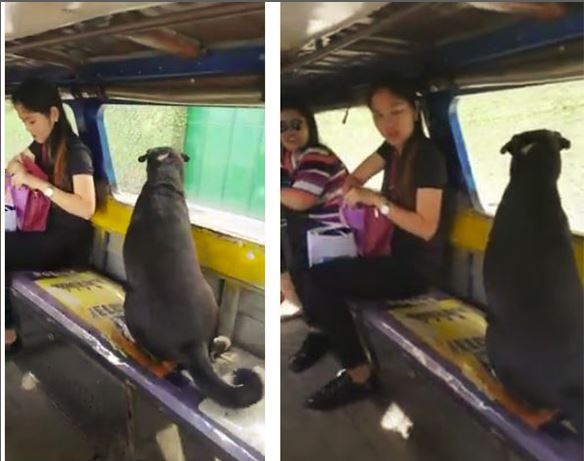 VIDEO/Familja e lë vetëm në shtëpi, por ky qen i zgjuar di si të veprojë