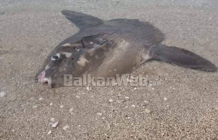 VIDEO/ Shfaqet gjallesa e çuditshme në bregdetin e Sarandës