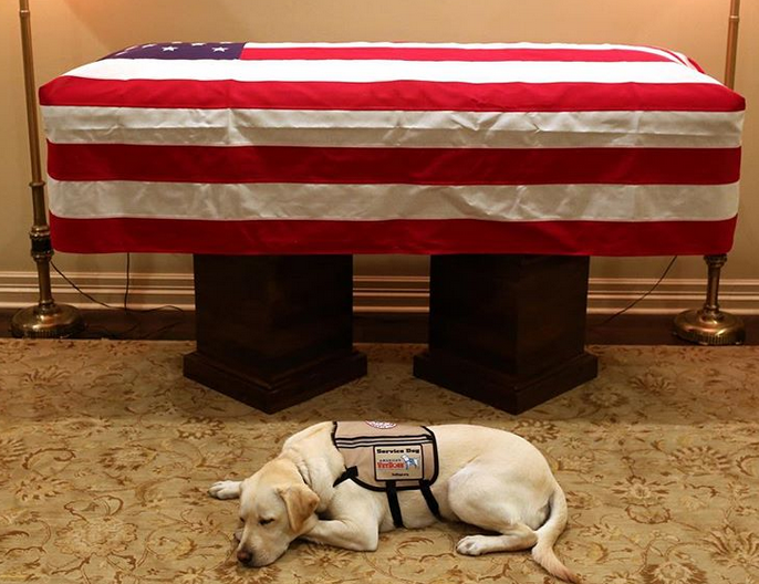 Besnik deri në fund, qeni nuk i largohet arkivolit të ish-presidentit Bush