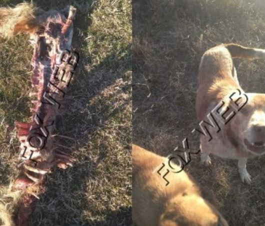 FOTO/Bora zbret egërsirat në zonat e banuara, ujqërit në Dibër iu ‘sulen’ bagëtive