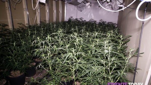 Goditet banda në Itali, kapen 558 kg drogë, 11 në pranga