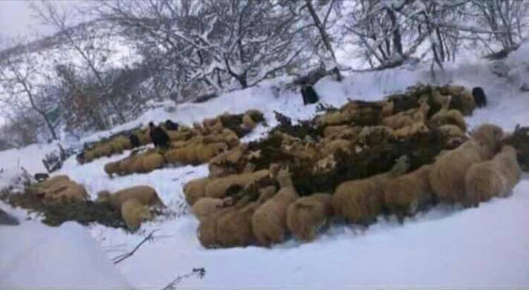 FOTO/Denoncimi në Mokër: Banorët të izoluar nga bora, nuk sigurojnë dot as ilaçet