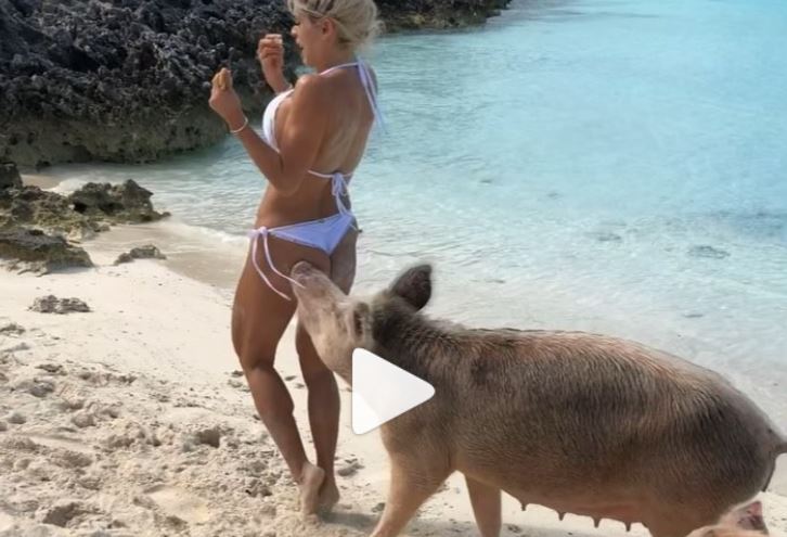 VIDEO/E papritur gjatë xhirimeve, derri ia kafshon të pasmet modeles