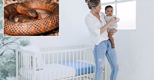 Tmerrohet nëna, gjeti gjarprin vdekjeprurës në krevatin e vajzës