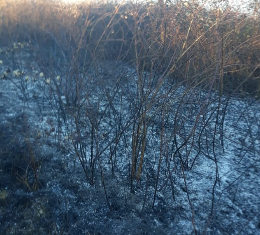 Zjarr afër Rinasit, flakët ndihmohen nga era e fortë