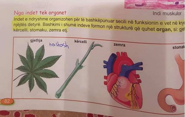 Denoncimi/ Nxënësve të klasës së 5-të u mësohet hashashi në libra