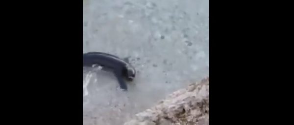 FOTO/E mrekullueshme, shfaqet në Vlorë foka e veçantë