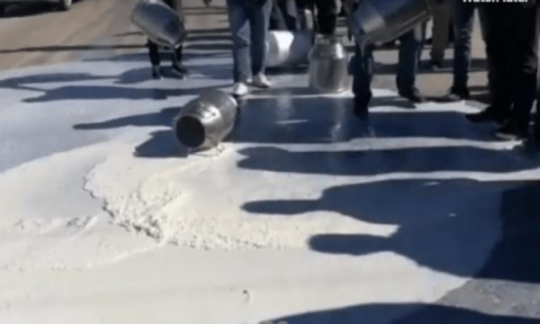 Bojkot dy ditor, kompanitë ndërpresin furnizimin me qumësht