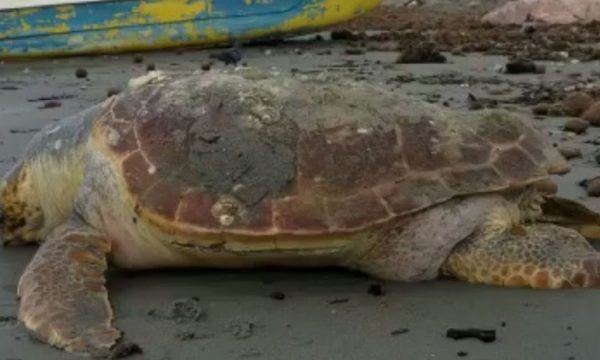 VIDEO/Gjendet e ngordhur breshka e rrallë, dallgët e nxjerrin në bregdetin e Durrësit