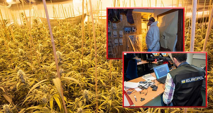 Operacion ndërkombëtar kundër mafias shqiptare që kontrollon kanabisin, 70 të arrestuar