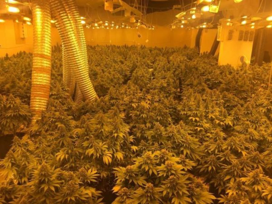 VIDEO/ Parcelë kanabisi në mes të Athinës, arrestohen 4 shqiptarë