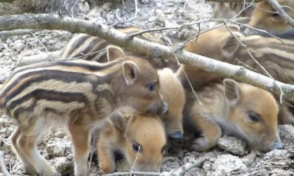 VIDEO/Filmohet pamja e rrallë në Valbonë: Këlyshët e sapolindur të derrit të egër!