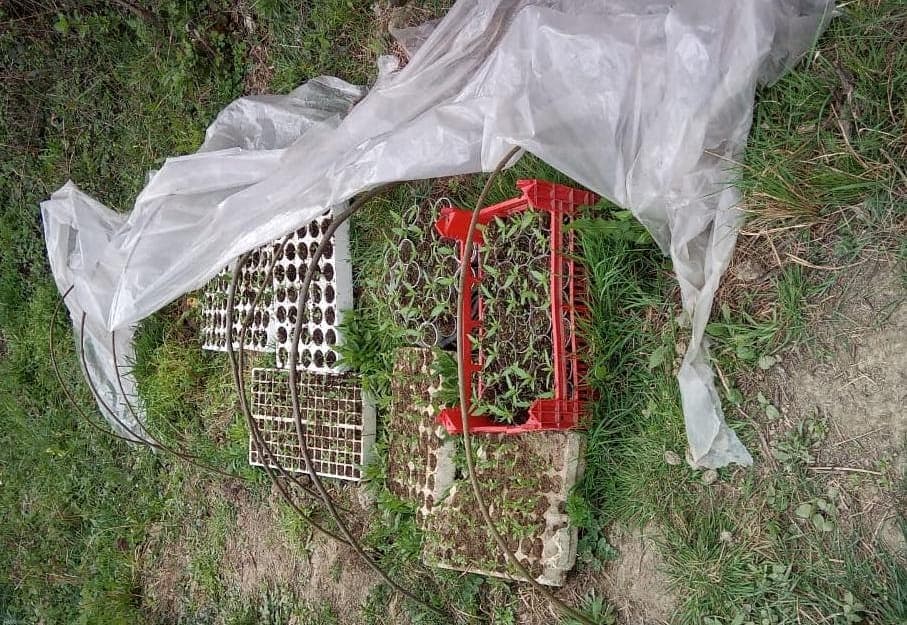 Fidanishte kanabisi në Krujë, pranga kultivuesëve, procedohet kryeplaku