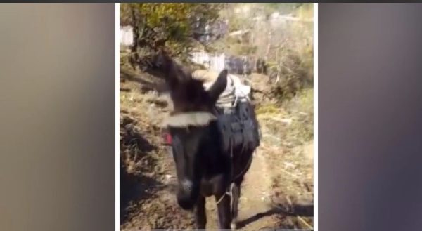 “Çudira shqiptare”, i humb mushka, e gjen në facebook