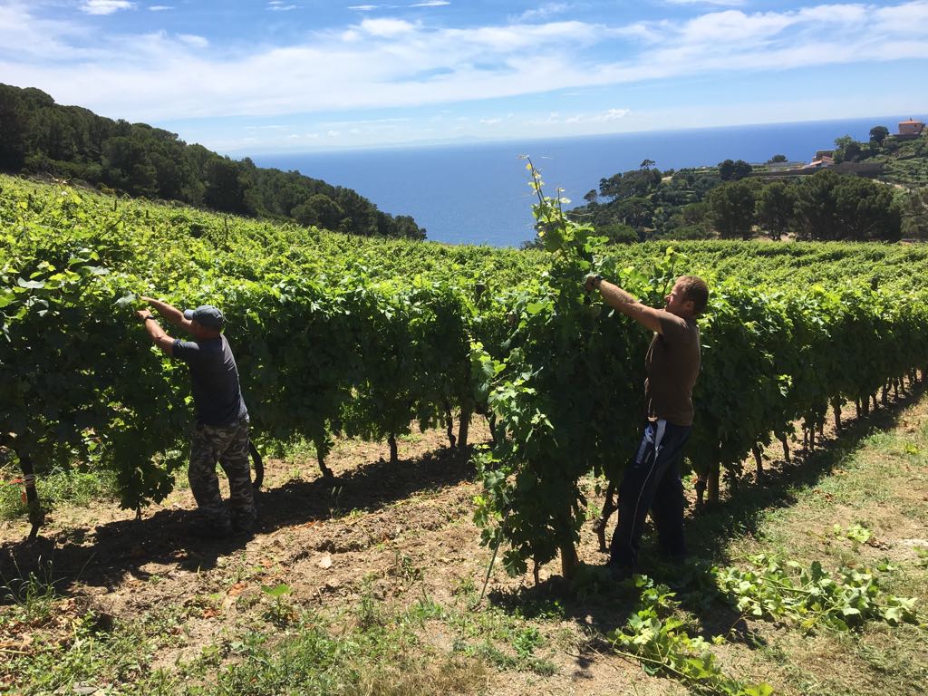 Të dënuar për vrasje, mjeshtrat shqiptarë që prodhojnë verë 75 euro shishja