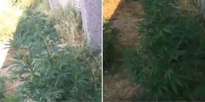 Plas kanabisi ne “parcelat” e Erionit, ne periferi te Tiranes
