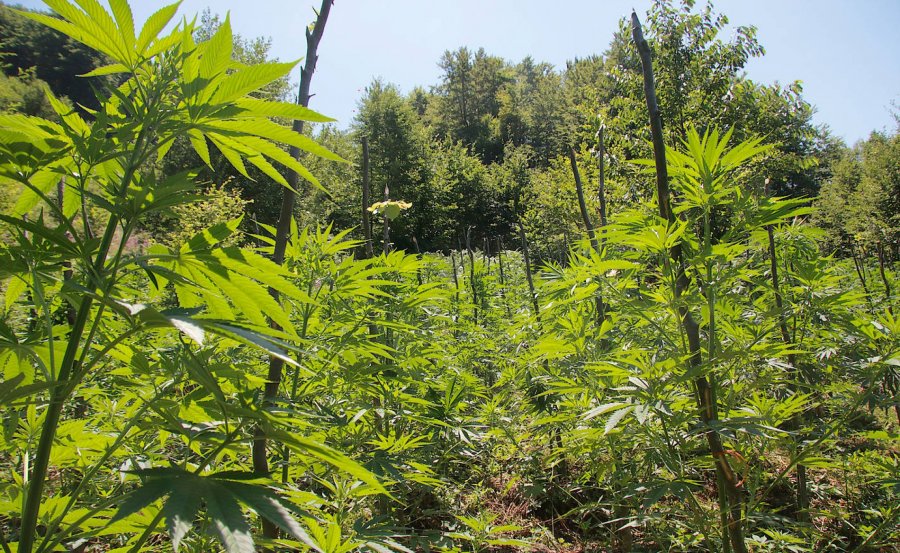 Vlorë, arrestohet 59-vjeçari për kultivim kanabisi