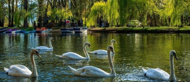 Driloni po jepet me qera, mesohet shuma