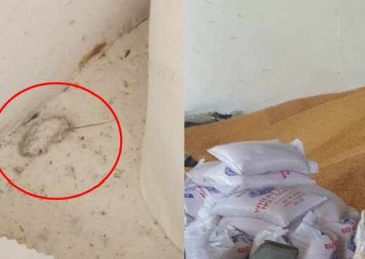 Minj të ngordhur e krimba, bllokohet biznesi i miellit, ja kujt i përkiste