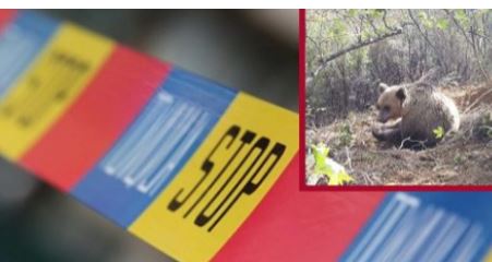 Horror në fshatin shqiptar, banorët tregojnë tmerrin: Ariu hap varret dhe ushqehet me trupat e të vdekurve