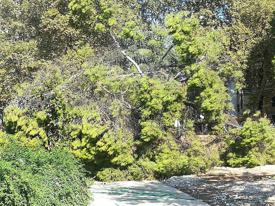 FOTO/Shkulje pemësh dhe pamje skandaloze, si po shkon rehabilitimi i Parkut Rinia