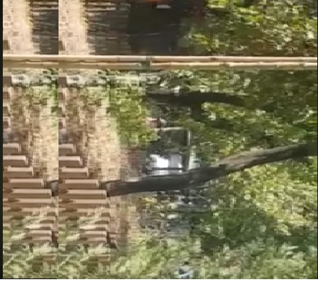 VIDEO/ “Në parkun e liqenit priten pemë për ndërtimin e një lokali”