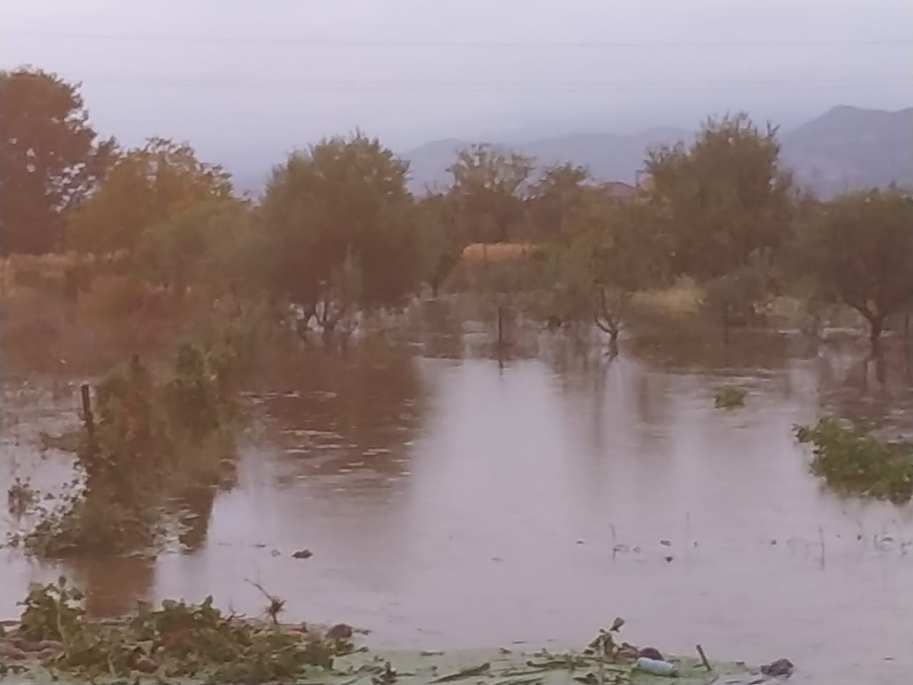 FOTO/Situata e rëndë në Kurbin, ngordhin bagëtitë, PD: Pushteti vendor nuk reagon