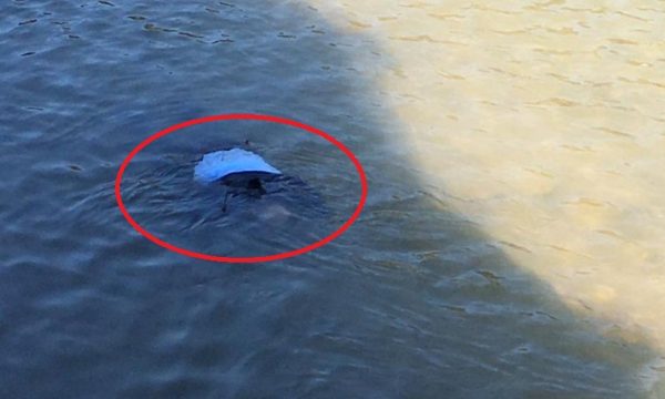 Del trupi i 75-vjeçarit në sipërfaqe, i moshuari u vetëhodh në lumin Shkumbin