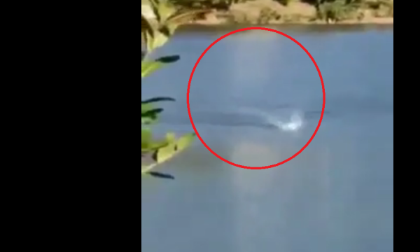 Kërcimi i çuditshëm i peshqve në Durrës pak pas tërmetit