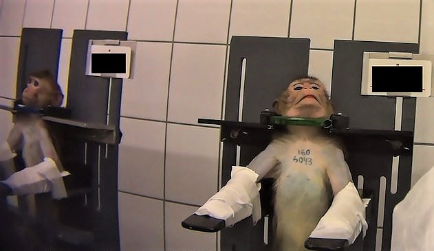 VIDEO/Të frikësuar dhe duke bërtitur, kamerat e fshehta tregojnë si trajtohen majmunët në laborator