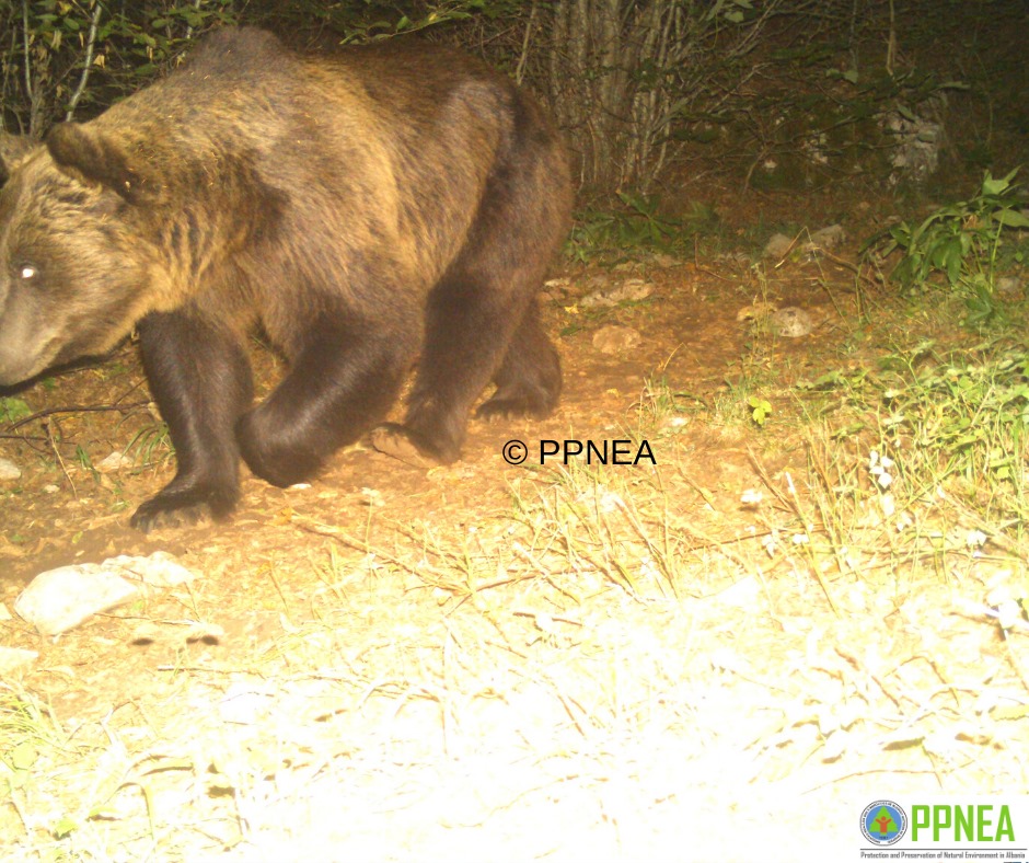 FOTO/ Dhjetra kafshe stolisin naten e parkut te Prespes