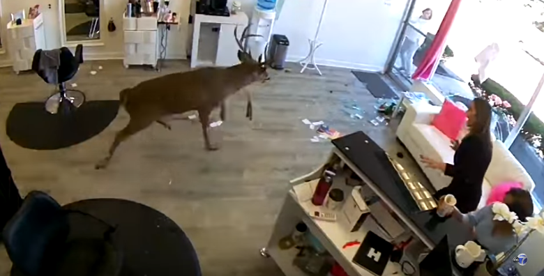 VIDEO/ Dreri futet në parukeri me vrull, klientët shpërthejnë në ulërima