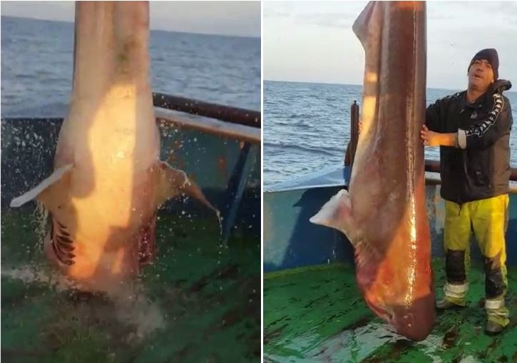 FOTO/Durrës, bie në rrjetat e peshkatarëve peshkaqeni 400 kilogramësh