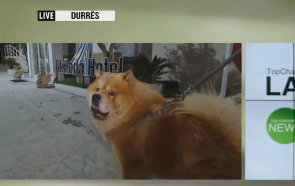 Kiko, qeni hero qe u shpetoi jeten nje familjeje