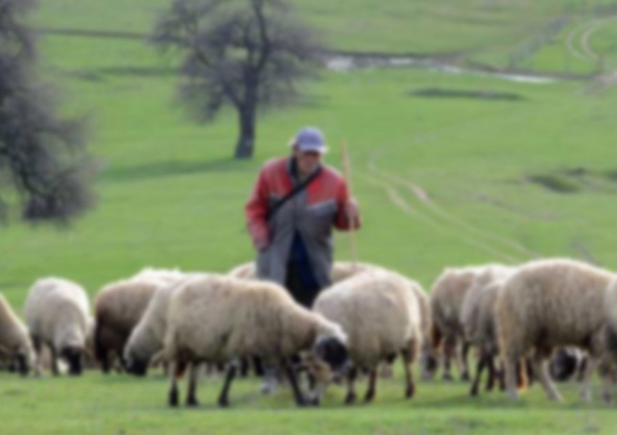 Gjendet bariu i humbur para dy ditësh, ja gjendja e tij