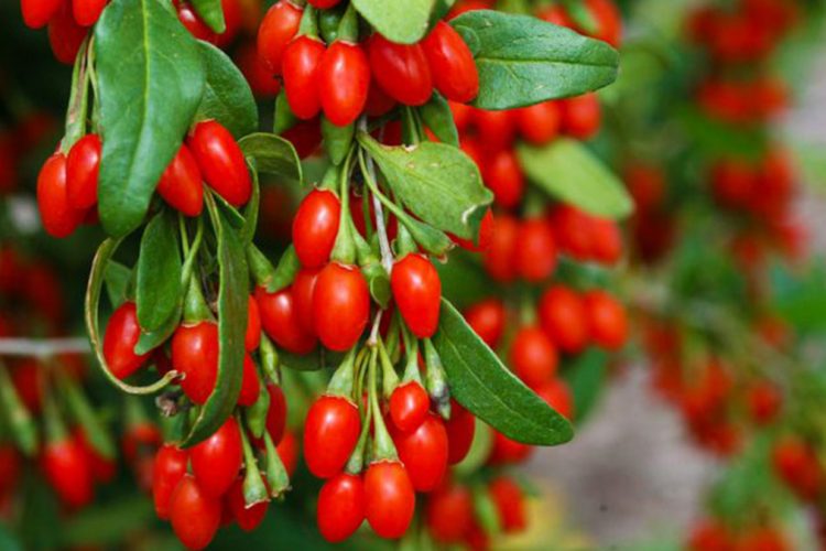 Manat Goxhi– biznesi që të bën milioner në Shqipëri