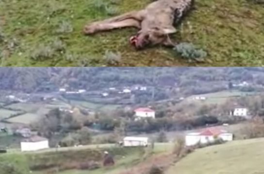 Tmerrohen banorët në Mat, kopeja me ujq të uritur futet në oborret e banesave