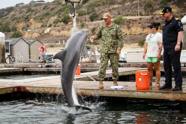 Flotë me delfinë kamikazë për të hedhur në erë anije, Irani ka nisur tashmë trajnimet