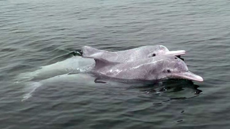 Flotë me delfinë kamikazë për të hedhur në erë anije, Irani ka nisur tashmë trajnimet