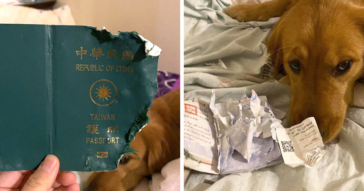 FOTO/E ndjeu më herët rrezikun, qeni pengoi gruan të vizitonte qytetin kinez duke i grisur pasaportën