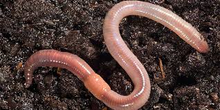 Mjekët i zbuluan qindra krimba në tru, iu shkaktuan nga konsumimi i ushqimit më të përhapur