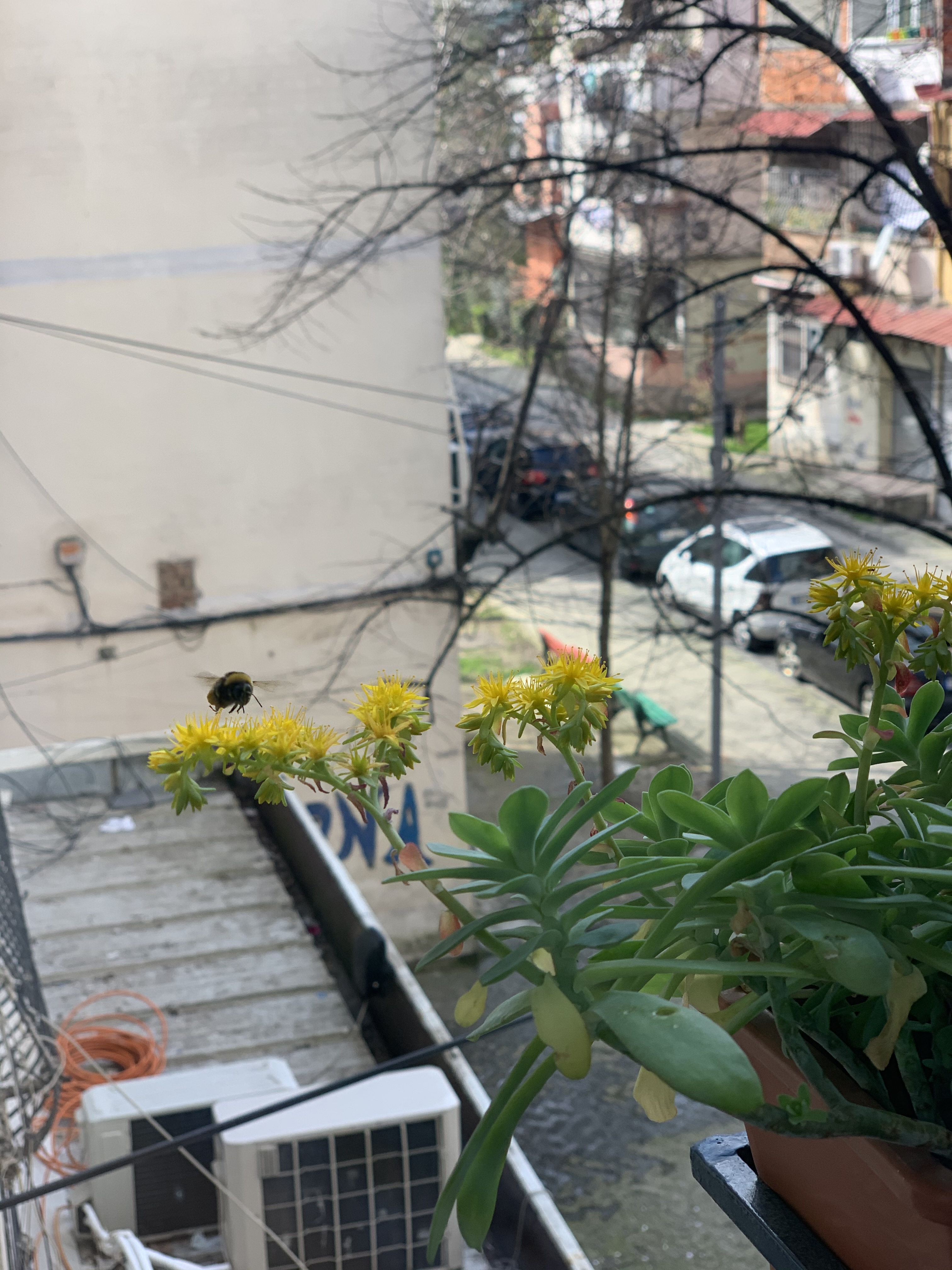 Propozimi i televizionit kombetar, duartrokitje nga dritaret per mjeket