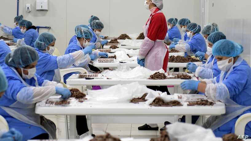 Zëri i Amerikës: Tregtia e sardeleve në Shqipëri po lulëzon gjatë pandemisë